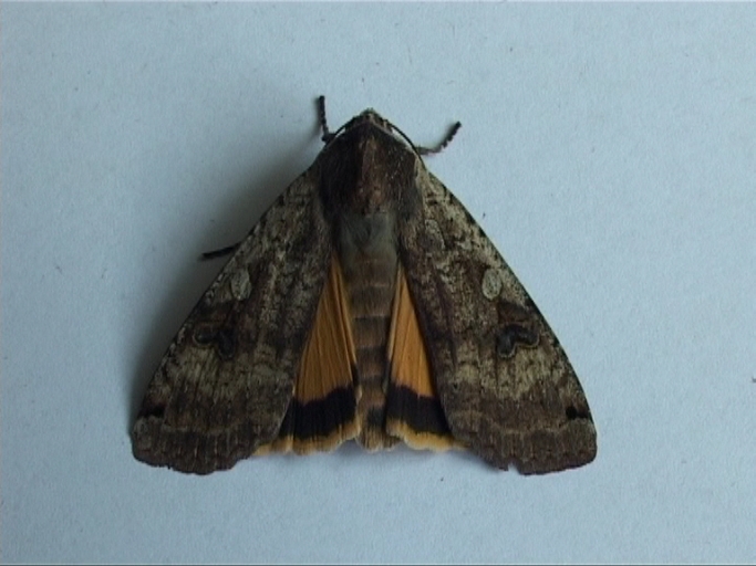 Hausmutter ( Noctua pronuba ) : Moers, in unserem Keller, 14.06.2010